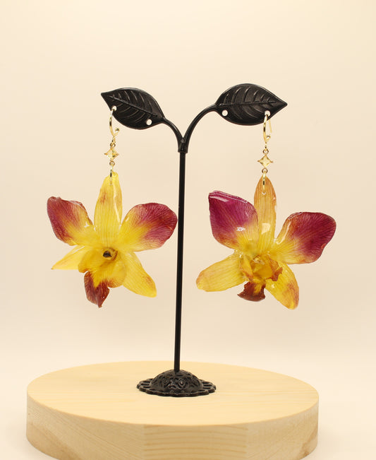 Yellow & Pink Orchid